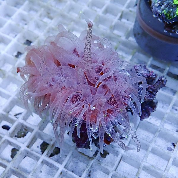【サンゴ現物1】ウチウラタコアシサンゴ オレンジ ! 15時までのご注文で...