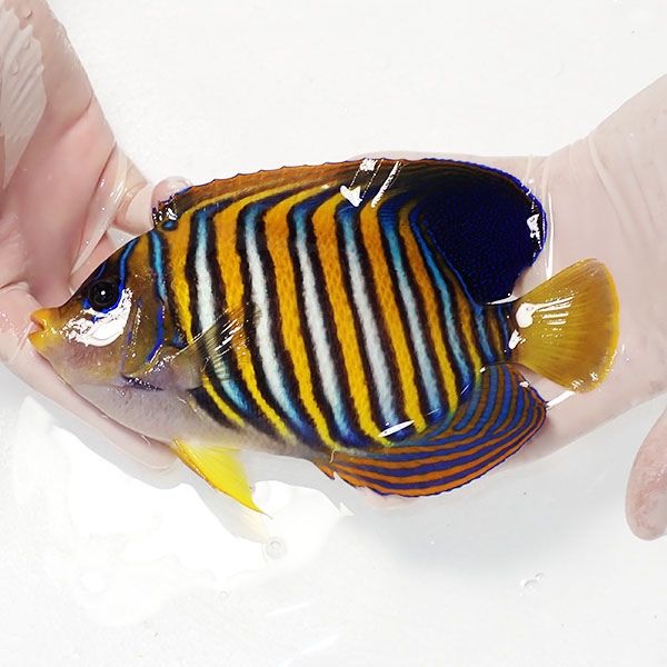 【現物1】ニシキヤッコ特大 19cm±!海水魚 ヤッコ15時までのご注文で当日...