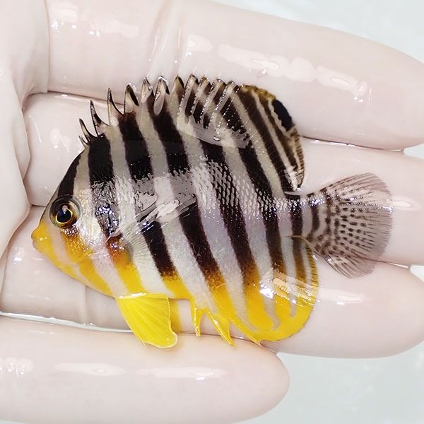 【現物21】sale シマヤッコ 6cm±! 海水魚 生体 15時までのご注文で当日...