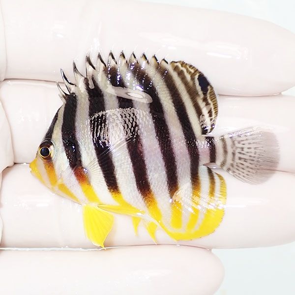 【現物19】sale シマヤッコ 5.5cm±! 海水魚 生体 15時までのご注文で当...