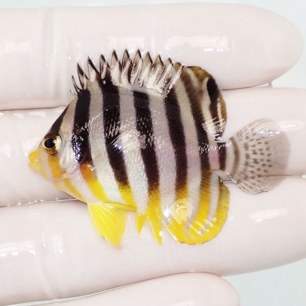 【現物20】sale シマヤッコ 5cm±! 海水魚 生体 15時までのご注文で当日...