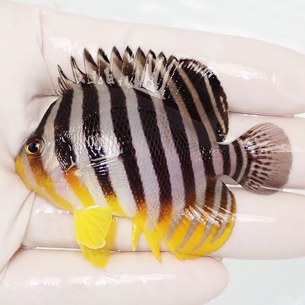 【現物22】sale シマヤッコ 6.8cm±! 海水魚 生体 15時までのご注文で当...