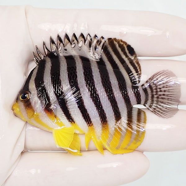 【現物23】sale シマヤッコ 6.8cm±! 海水魚 生体 15時までのご注文で当...