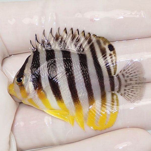 【現物24】sale シマヤッコ 5cm±! 海水魚 生体 15時までのご注文で当日...