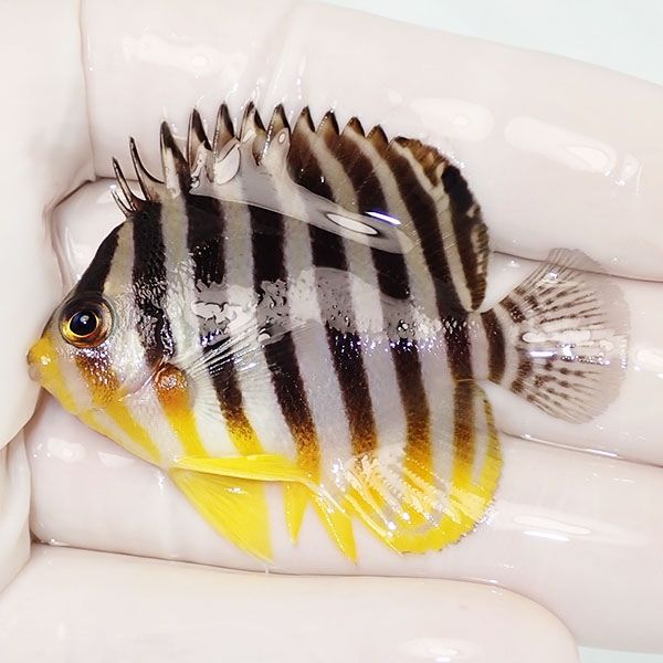 【現物25】sale シマヤッコ 5.5cm±! 海水魚 生体 15時までのご注文で当...