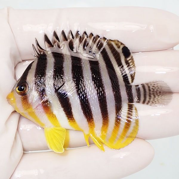 【現物26】sale シマヤッコ 6.5cm±! 海水魚 生体 15時までのご注文で当...