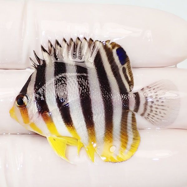 【現物27】sale シマヤッコ 4.5cm±! 海水魚 生体 15時までのご注文で当...