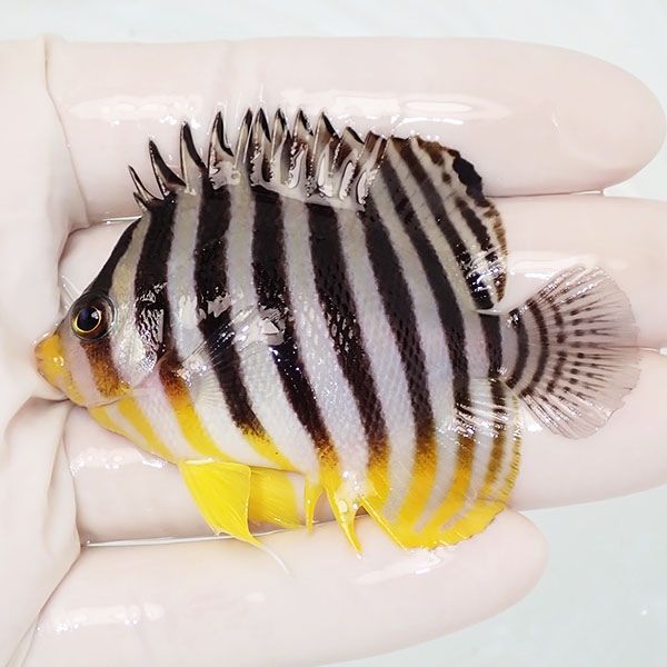 【現物28】sale シマヤッコ 6.8cm±! 海水魚 生体 15時までのご注文で当...