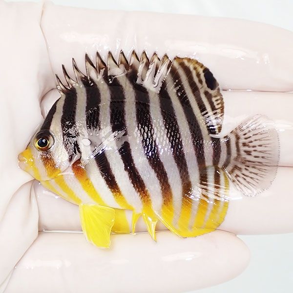 【現物29】sale シマヤッコ 6.5cm±! 海水魚 生体 15時までのご注文で当...