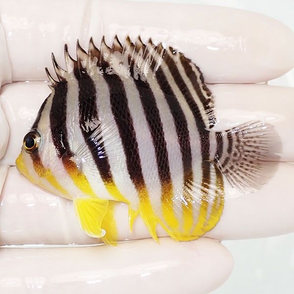 【現物30】sale シマヤッコ 6cm±! 海水魚 生体 15時までのご注文で当日...