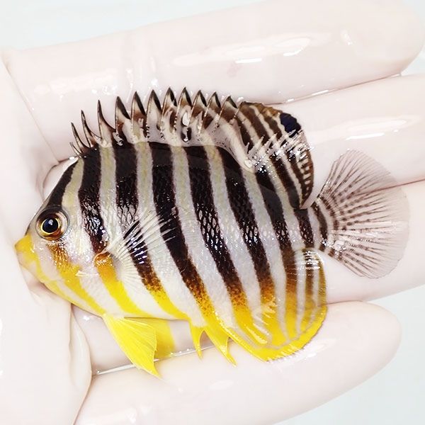 【現物31】sale シマヤッコ 6.5cm±! 海水魚 生体 15時までのご注文で当...