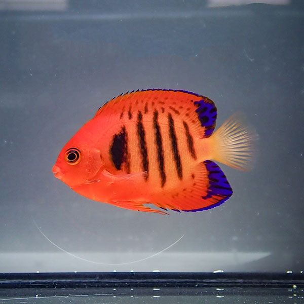 【クリスマス産】フレームエンゼル 6-8cm±!海水魚 生体 ヤッコ15時まで...