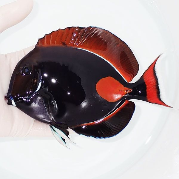 【現物1】アキレスタン BIG 16cm±! 海水魚 ハギ 15時までのご注文で当日...