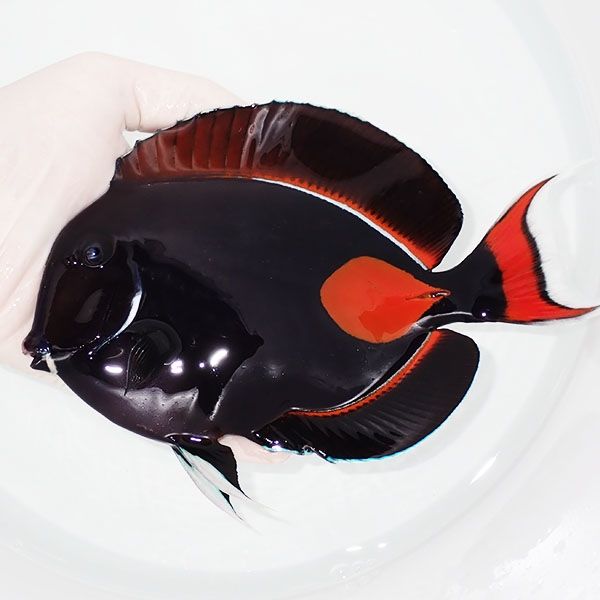 【現物2】アキレスタン BIG 17.5cm±! 海水魚 ハギ 15時までのご注文で当...