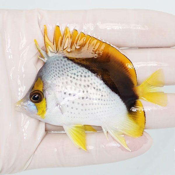 【現物1】マルケサスバタフライ 7.5cm±! 海水魚 チョウチョウウオ 15時...