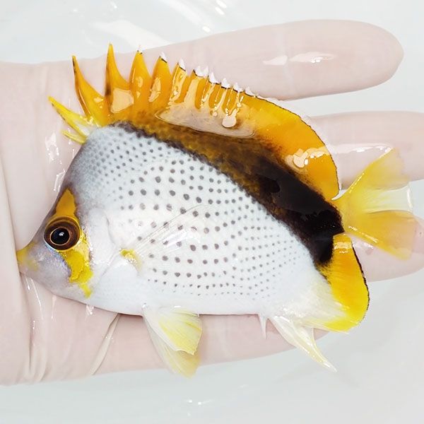 【現物2】マルケサスバタフライ 9.5cm±! 海水魚 チョウチョウウオ 15時...