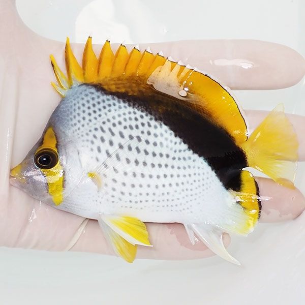 【現物3】マルケサスバタフライ 10.5cm±! 海水魚 チョウチョウウオ 15時...