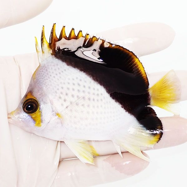 【現物】ティンカーズバタフライ ハイブリッド 9.5cm±! 海水魚 チョウチ...