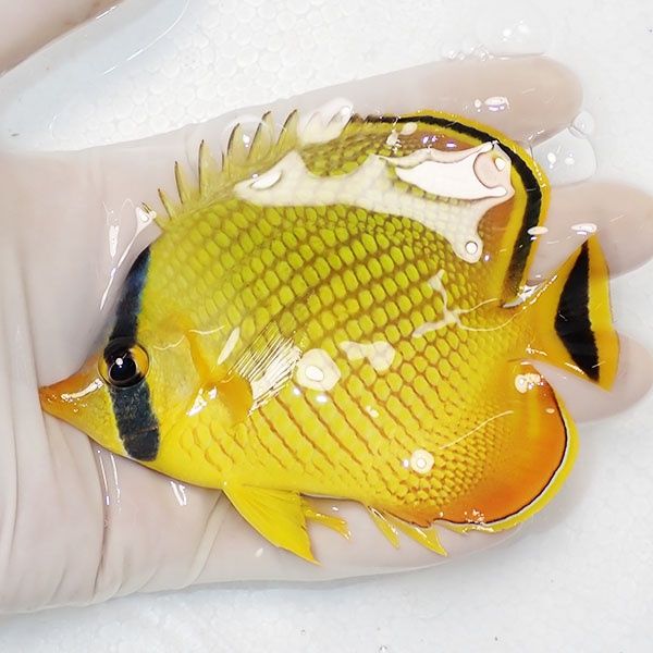 【現物】アミチョウ 10.5cm±! 海水魚 チョウチョウウオ 15時までのご注...