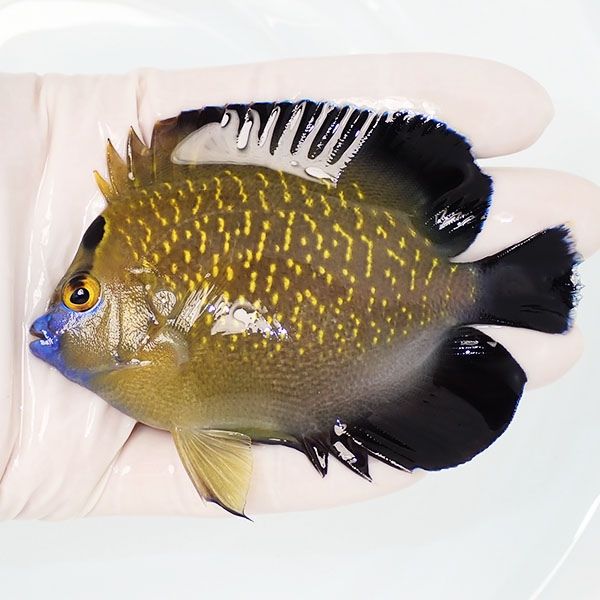 【現物1】ゴールドフレークエンゼル 9.5cm± !海水魚 ヤッコ 15時までの...