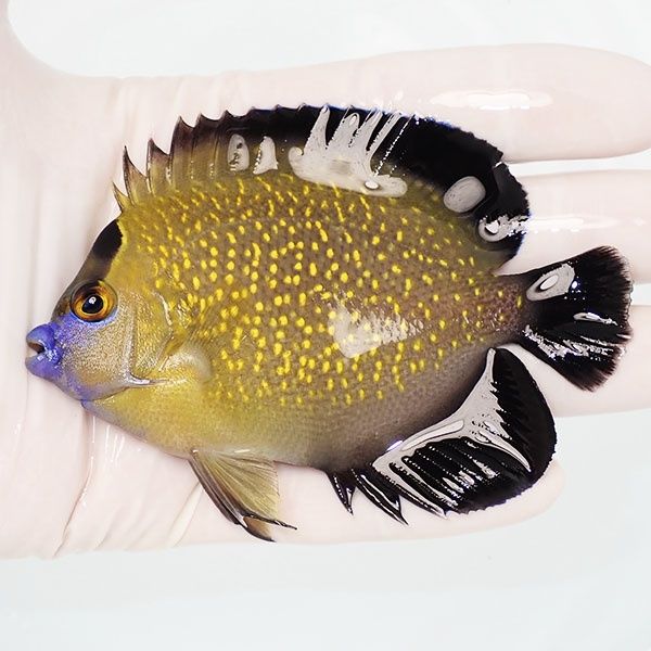 【現物2】ゴールドフレークエンゼル 9.5cm± !海水魚 ヤッコ 15時までの...