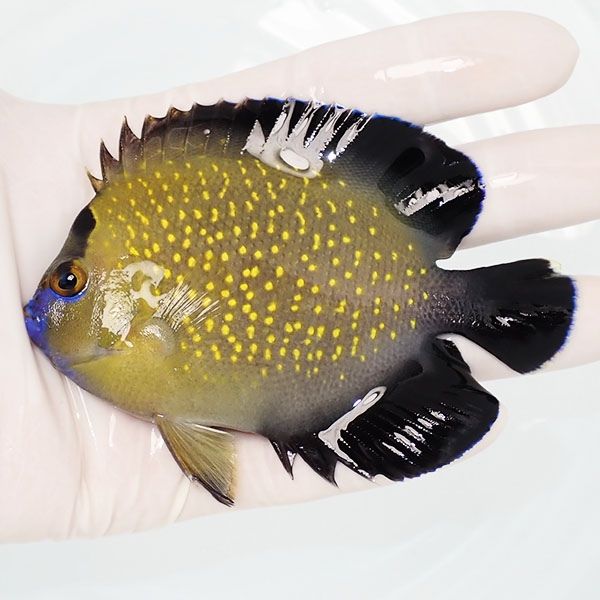 【現物3】ゴールドフレークエンゼル 10cm± !海水魚 ヤッコ 15時までのご...