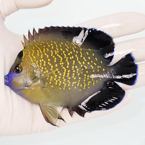 【現物4】ゴールドフレークエンゼル 10.5cm± !海水魚 ヤッコ 15時までの...