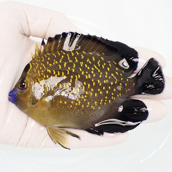 【現物5】ゴールドフレークエンゼル 11cm± !海水魚 ヤッコ 15時までのご...