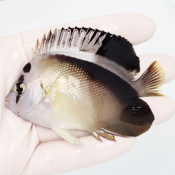 【現物1】グリフィスエンゼル 8.5cm± !海水魚 ヤッコ 15時までのご注文...
