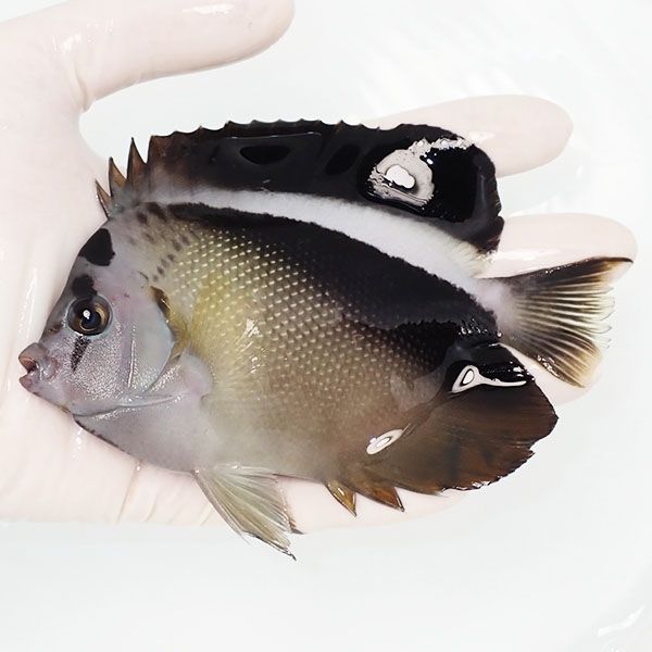 【現物2】グリフィスエンゼル 13cm±!海水魚 ヤッコ 15時までのご注文で...