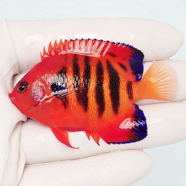 【現物1】フレームエンゼル 6.5cm! 海水魚 ヤッコ 15時までのご注文で当...