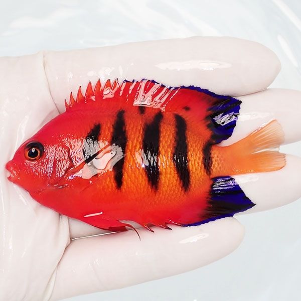 【現物2】フレームエンゼル 8.5cm! 海水魚 ヤッコ 15時までのご注文で当...