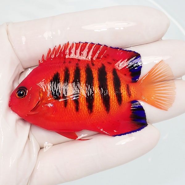 【現物3】フレームエンゼル 7cm! 海水魚 ヤッコ 15時までのご注文で当日...