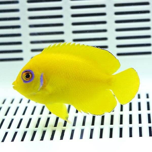 【クリスマス産】レモンピール エンゼル 6-8cm±! 海水魚 ヤッコ 15時ま...