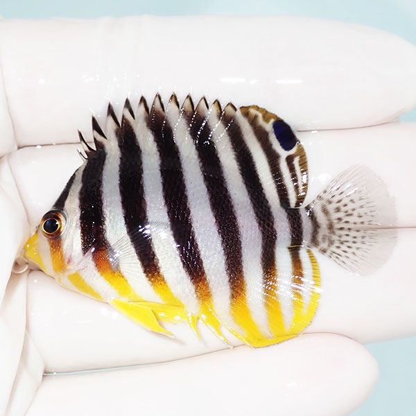 【現物3】sale シマヤッコ 5.5cm±! 海水魚 生体 15時までのご注文で当日...