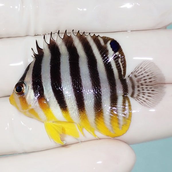 【現物9】sale シマヤッコ 4.5cm±! 海水魚 生体 15時までのご注文で当日...