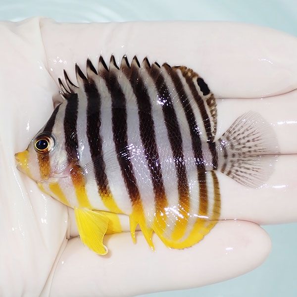 【現物10】sale シマヤッコ 6.5cm±! 海水魚 生体 15時までのご注文で当...