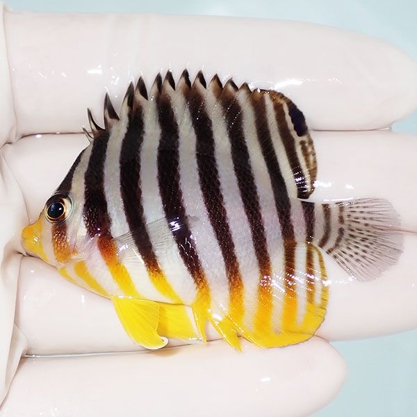 【現物4】sale シマヤッコ 6cm±! 海水魚 生体 15時までのご注文で当日発...