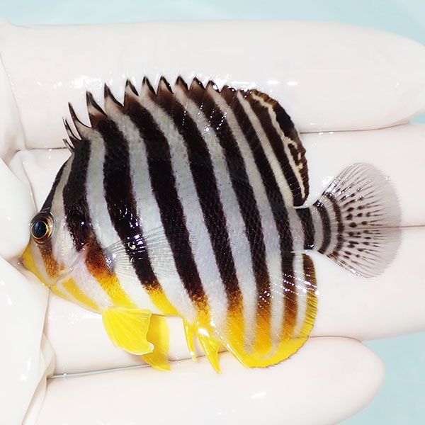 【現物5】sale シマヤッコ 6cm±! 海水魚 生体 15時までのご注文で当日発...
