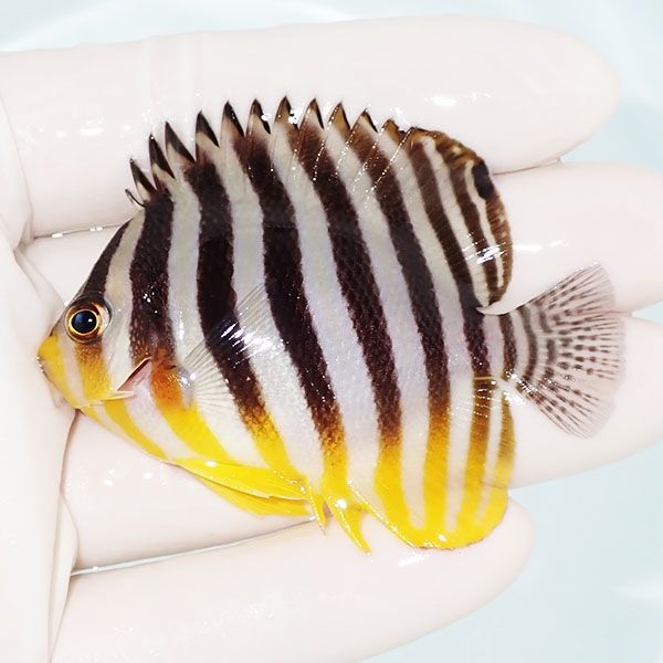 【現物2】sale シマヤッコ 6.5cm±! 海水魚 生体 15時までのご注文で当日...