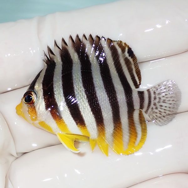 【現物8】sale シマヤッコ 4.5cm±! 海水魚 生体 15時までのご注文で当日...