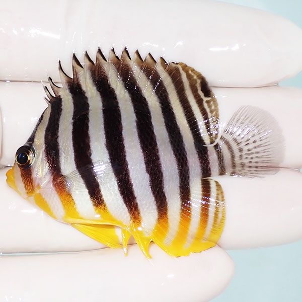 【現物6】sale シマヤッコ 6cm±! 海水魚 生体 15時までのご注文で当日発...
