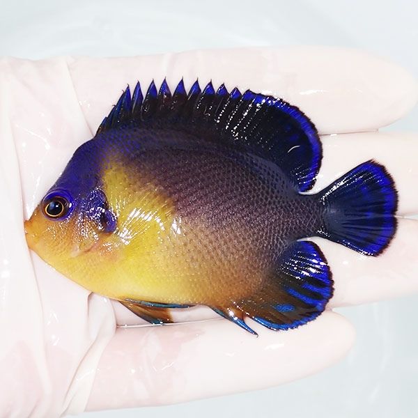 【現物3】スミレヤッコ 7.5cm±! 海水魚 ヤッコ 15時までのご注文で当日...