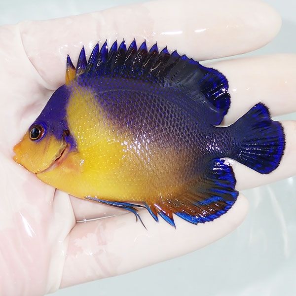 【現物1】スミレヤッコ 7.5cm±! 海水魚 ヤッコ 15時までのご注文で当日...