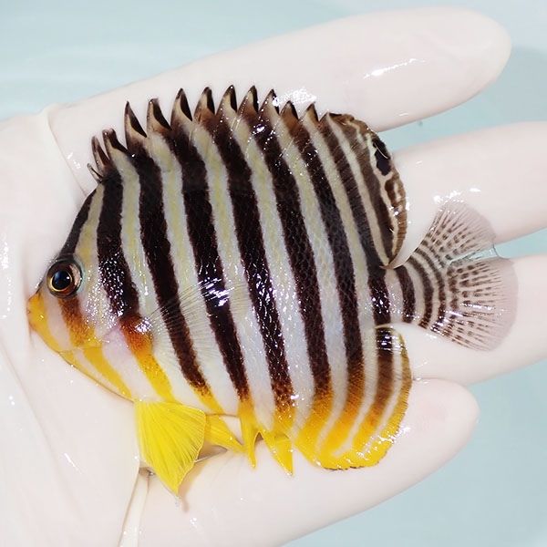 【現物7】sale シマヤッコ 7.5cm±! 海水魚 生体 15時までのご注文で当日...