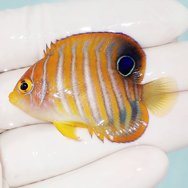 【現物1】ニシキヤッコ 5cm±!海水魚 ヤッコ15時までのご注文で当日発送(...