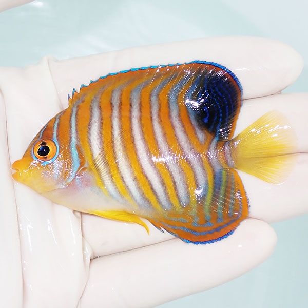 【現物2】ニシキヤッコ 7.5cm±!海水魚 ヤッコ15時までのご注文で当日発...