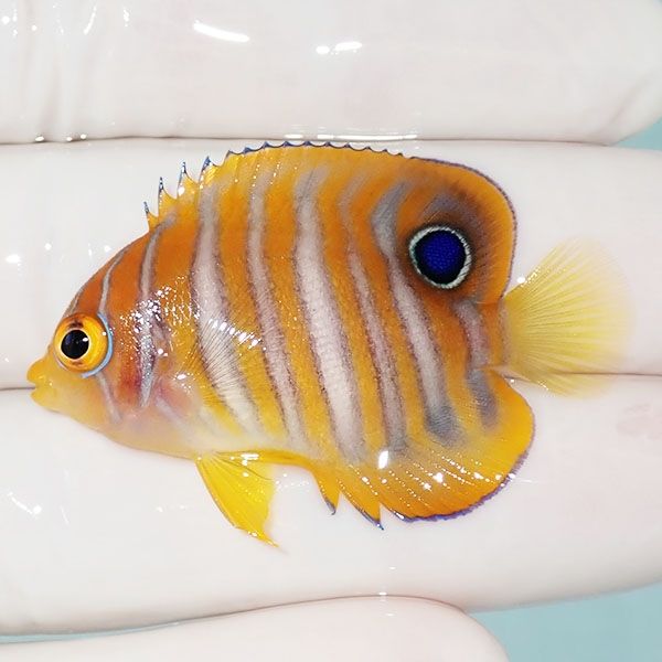 【現物4】ニシキヤッコ 4.5cm±!海水魚 ヤッコ15時までのご注文で当日発...