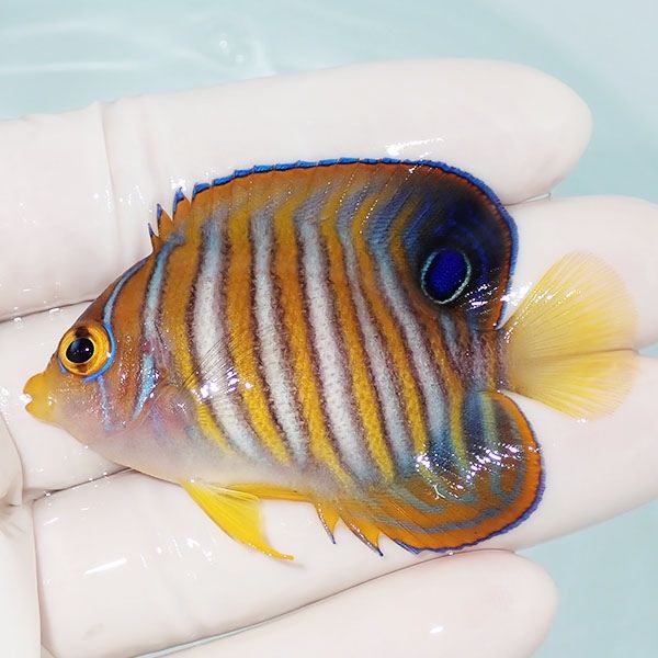 【現物5】ニシキヤッコ 6cm±!海水魚 ヤッコ15時までのご注文で当日発送(...