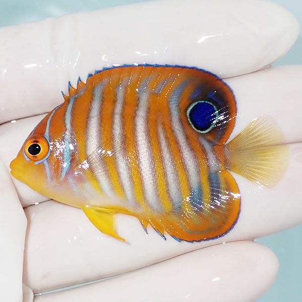 【現物6】ニシキヤッコ 5.5cm±!海水魚 ヤッコ15時までのご注文で当日発...